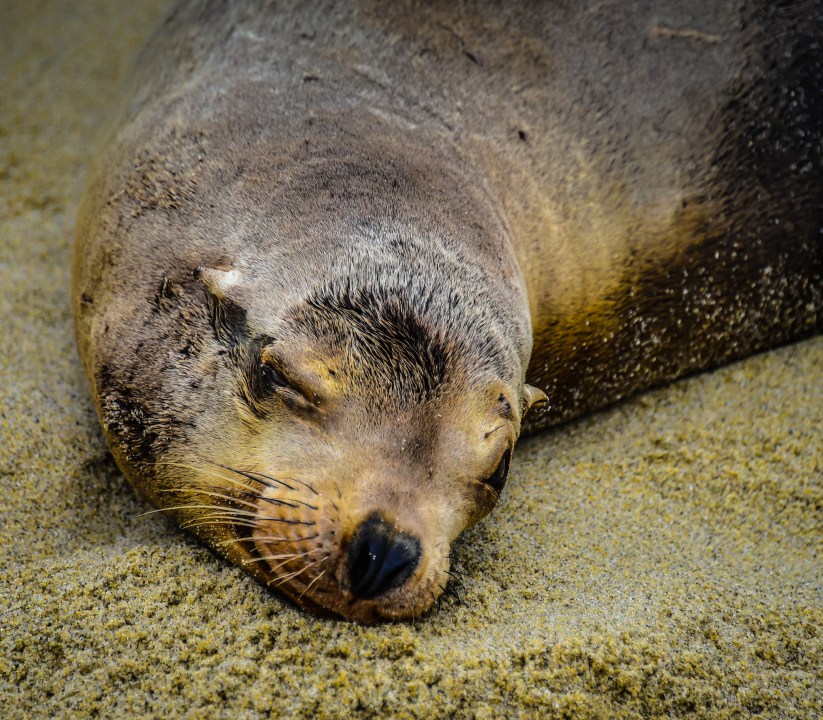 Police say the man arrested after knocking down a sea lion on the beach with a stick