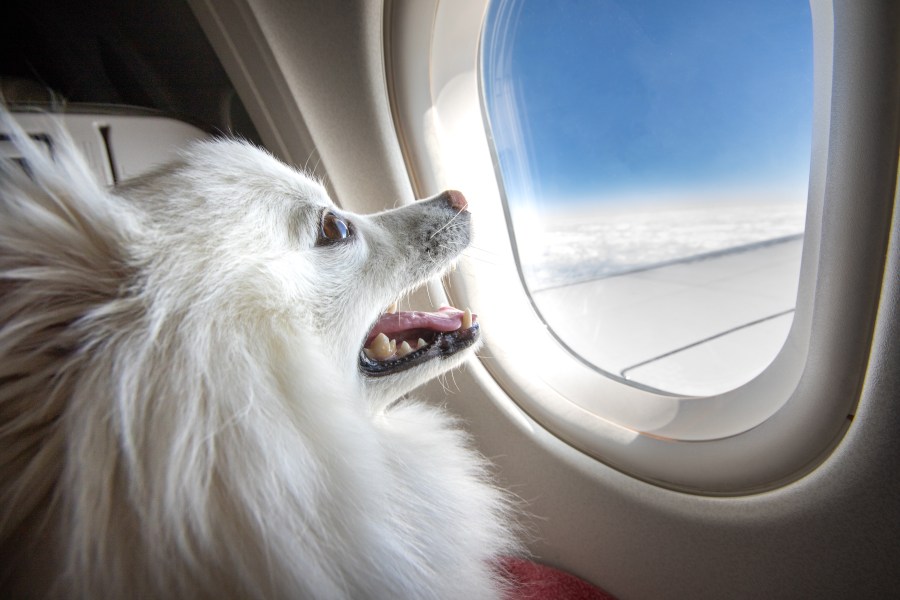 A flight bound to Los Angeles detoured after the dog got sick
