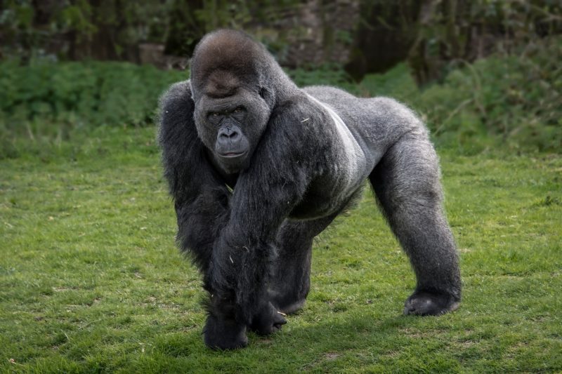 100 and 1 Gorilla: Experts place emphasis on viral debate