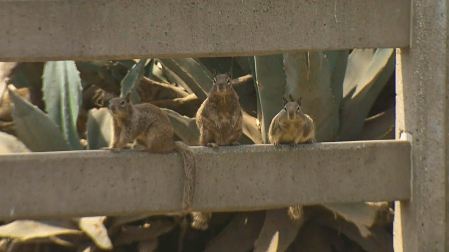 Explosive squirrel populations drive popular Southern California Beach community nuts