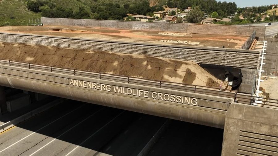 Letters rise to the world’s largest wildlife, over 101 highways